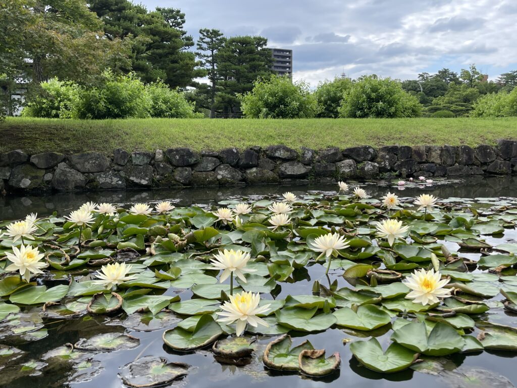 栗林公園西湖の睡蓮の花２