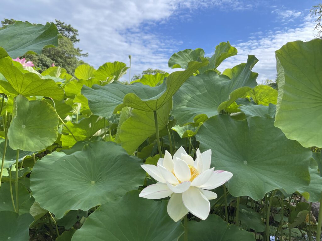 栗林公園芙蓉沼の蓮の花２