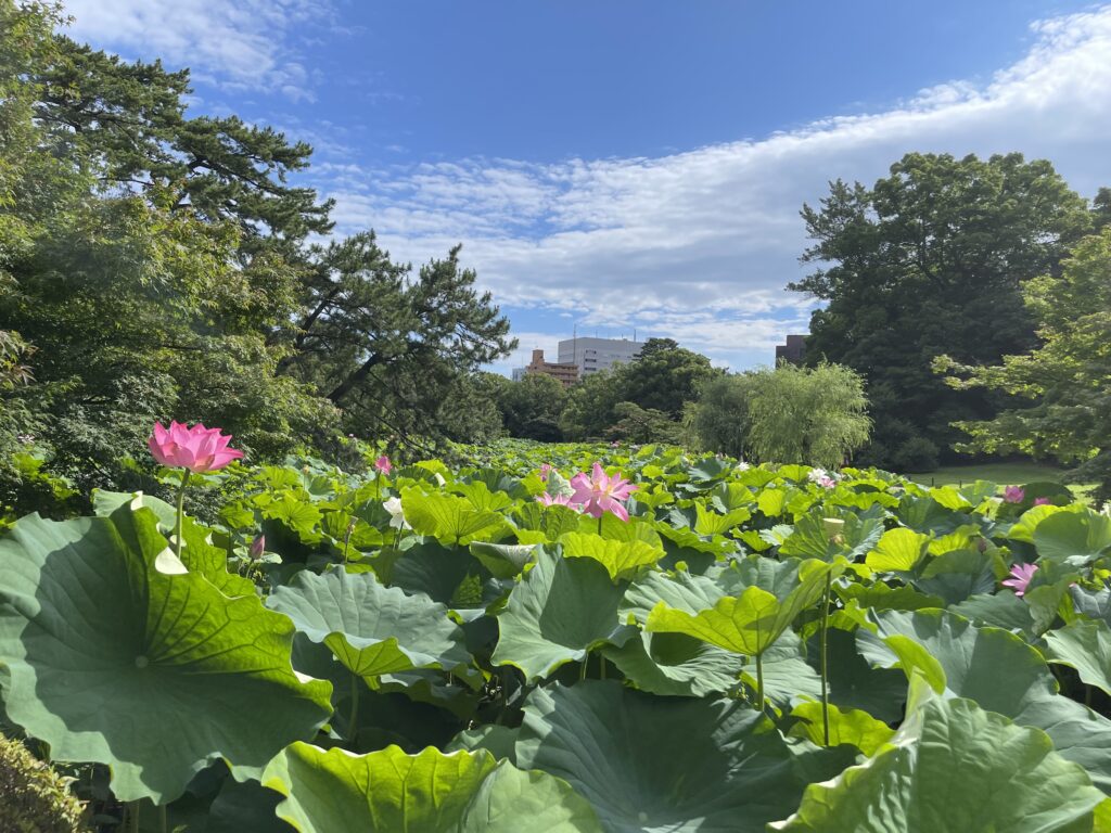 栗林公園芙蓉沼の蓮の花１