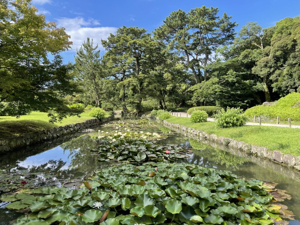 栗林公園西湖の睡蓮の花