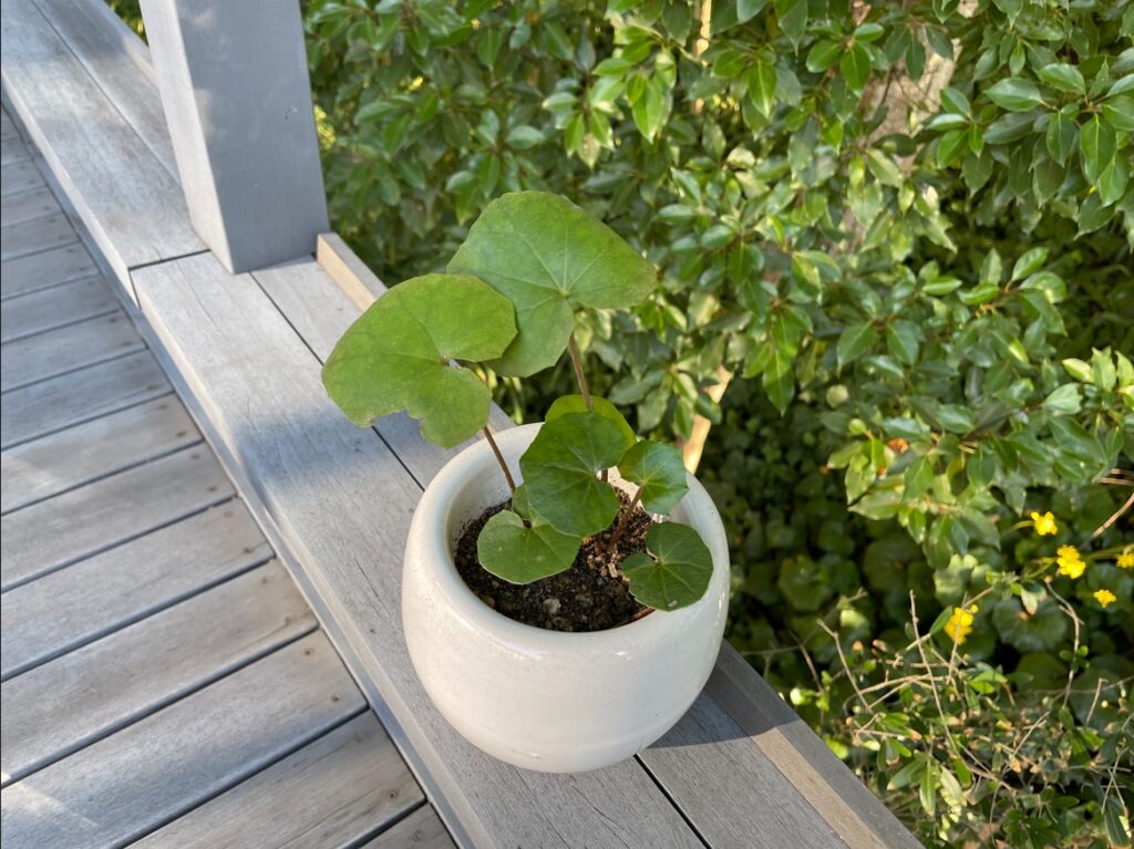 ツワブキの鉢植え